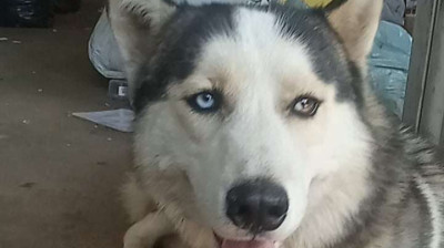 Pit Bull Red Nose é husky Siberiano