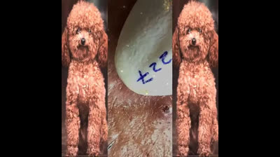 Pore Purging Palooza: Dive into the Fun!