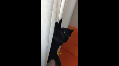 Cats vs. invisible objects