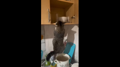 Compilation of cats misbehaving