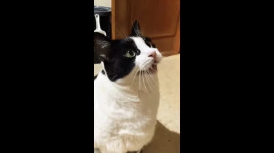 Guaranteed laughs: Cats in comedic situations