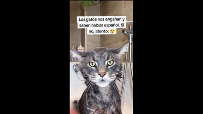 Funny moments of cats in slow motion