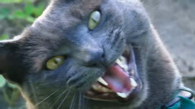 Cats vs. Boxes: The eternal battle