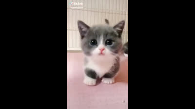 Tenderness alert! Cats on their screens