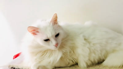 Cats playing hide and seek: You won't be able to contain your laughter!