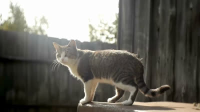 Guaranteed laughs: Cats performing clumsy tricks