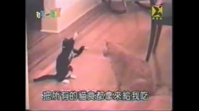 Feline madness: The funniest cats on the internet