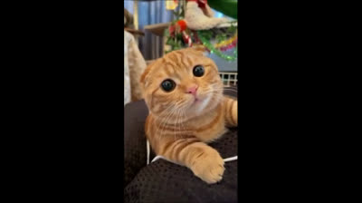 Epic compilation of cats failing their jumps