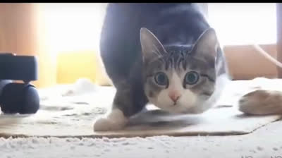 Adorable cats in hilarious situations