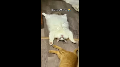 Cats dancing to the rhythm of fun
