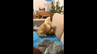 Cats caught in absurd situations