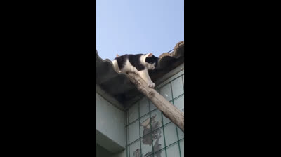 Clumsy cats in action: Get ready to laugh out loud!