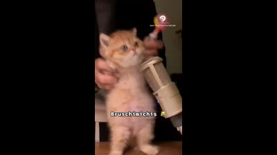 Compilation of cats at war against everyday objects