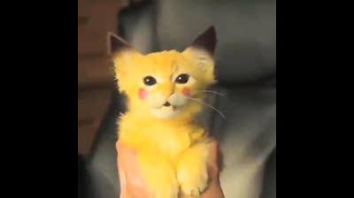 ¡No podrás parar de reír! Gatos en problemas hilarantes