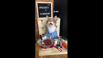 Cats vs. Laser: The fun never ends