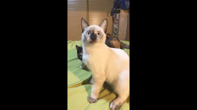 Cats chasing shadows: Guaranteed laughs