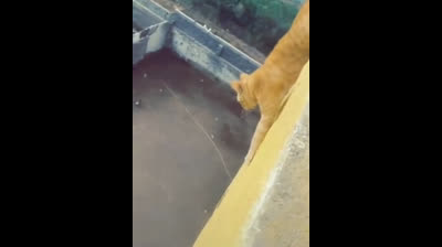 Cats performing acrobatics: Feline balance in trouble