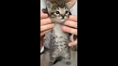 Endless laughter: Cats in comedic situations