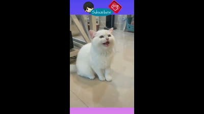 Compilation of funny cats: Impossible not to smile!