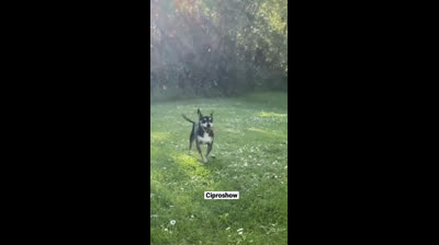 Cats in the mirror: Confusion and guaranteed fun