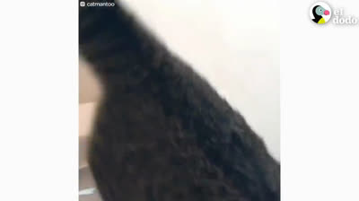 Cats in hidden camera: Feline pranks in cat style