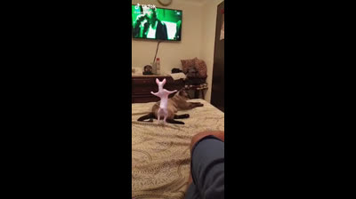 Guaranteed laughs: Cats and their failed attempts