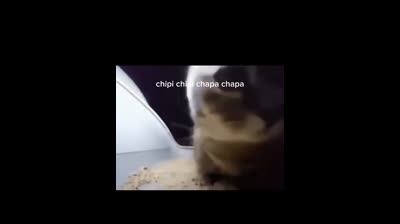 Cats vs. Toys: The fight for fun