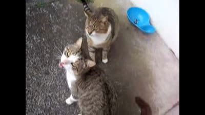 Get ready to laugh! Cats in comedic moments