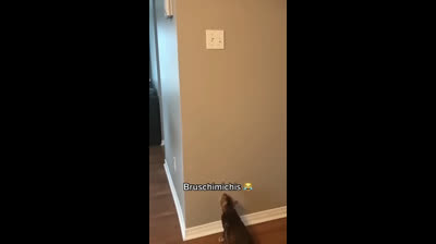 Compilation of cats in absurd situations: Guaranteed laughs!