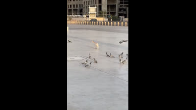 Cats and their escape attempts: Hilariously failed!