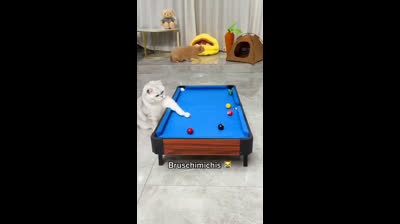 Laughter alert! Cats up to their antics