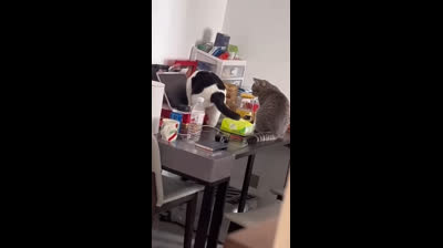 Cats and their funny faces: Impossible not to laugh!