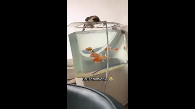 Compilation of cats with hats: Style and feline fun!