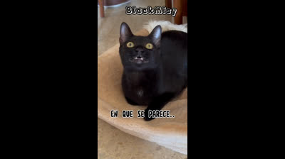 The feline madness strikes again! Guaranteed laughs