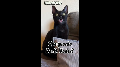 Cats and their ability to make you laugh: The dose of joy you need!