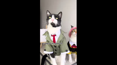 Cats and their ability to make you laugh: The dose of joy you need!