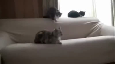 Feline adventures: Funny videos of cats in action
