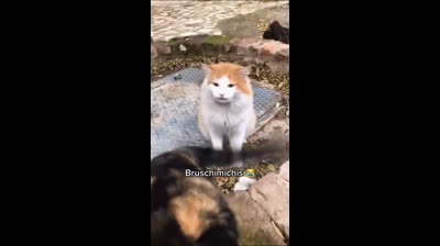 Mischievous cats: Funny videos that will make you smile