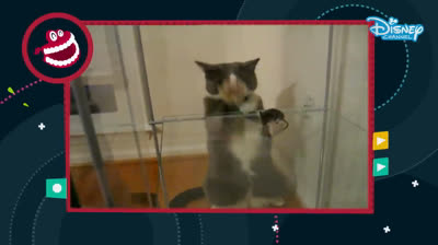 Feline fun: Funny videos of cats to brighten your day