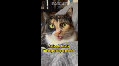 Comical moments: The best funny cat videos