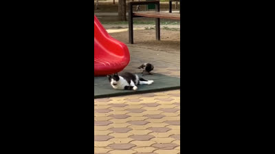 The feline comedy: Compilation of the funniest cat videos