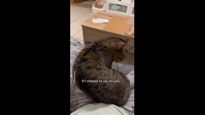 Fun pranks: Funny cat videos that will brighten your day