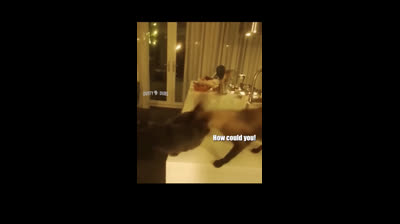 Hilarious moments: Funny cat videos that will leave you breathless