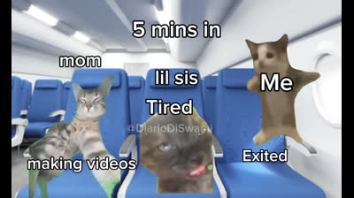 Playful cats: Laughs and fun in these funny videos