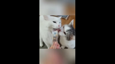 Compilation of mischievous cats: Funny videos that will make you laugh out loud
