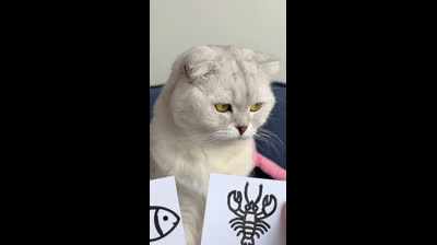 ¡No te pierdas estos videos graciosos de gatos haciendo locuras!