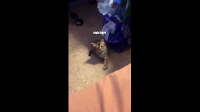 Happy cats, happy humans: Funny videos that will brighten your day