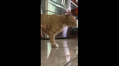 The magic of cats: Funny videos that will steal a smile from you