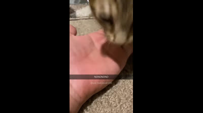 Smiling cats: Funny videos that will spread joy to you