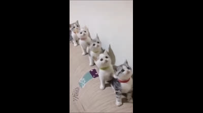 Guaranteed laughs: The best funny cat videos of all time